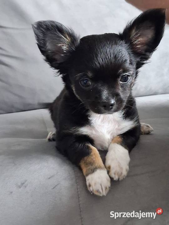 Uroczy Chihuahua chłopiec długowłosy szuka nowej rodziny