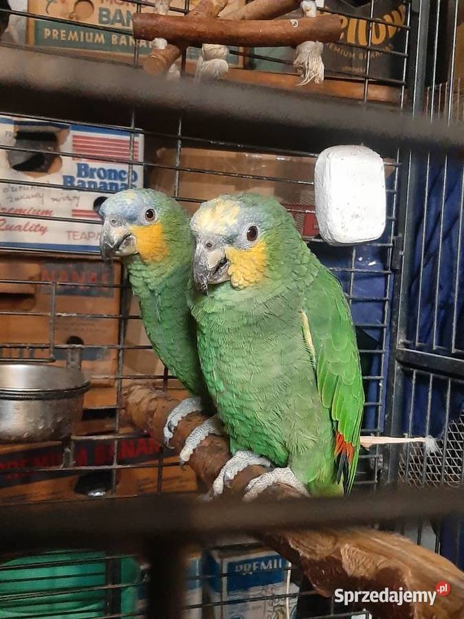 Amazonki kuriki modrobrewe para oswojone Skała