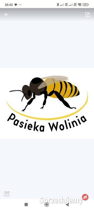 ręki NIESKA matki unasiennione czerwiące Wolinia