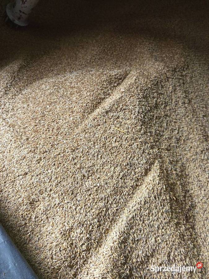 OWIES zwyczajny refleks Piaski sprzedam