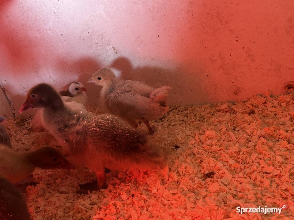 Sprzedam indyki staropolskie kaczki piżmowe Czernichów sprzedam