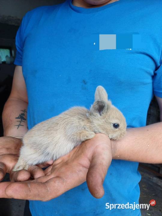 Sprzedam króliki miniaturki Chojnice