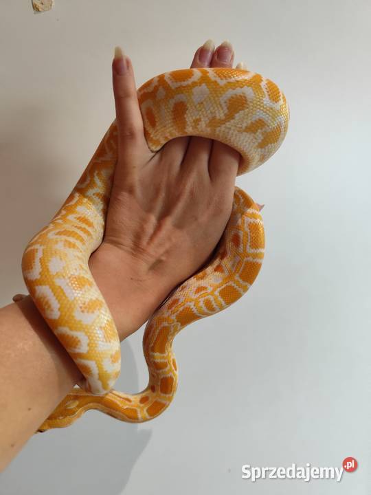 Python Bivittatus Pruszków