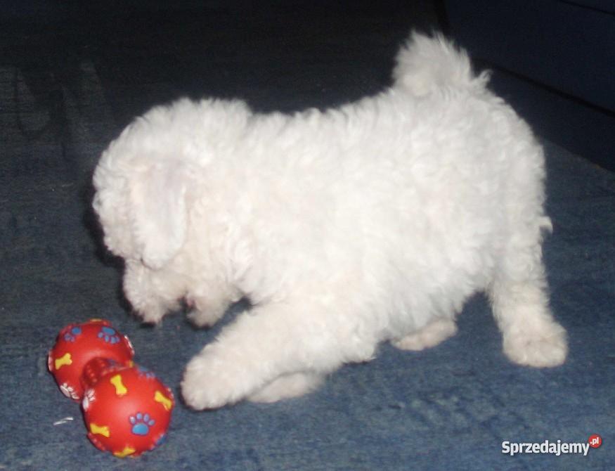 Bolończyk szczeniaczek Gdańsk sprzedam
