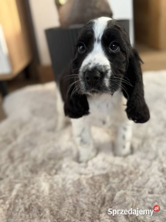 Cocker Spaniel Angielski sunia Radom sprzedam