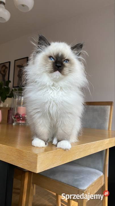 Kocurek ragdoll gotowy do odbioru FPL kastrat Katowice