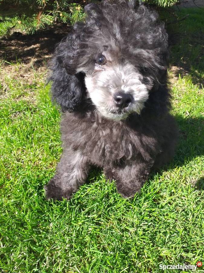 Pudel Toy srebrny Pozostałe