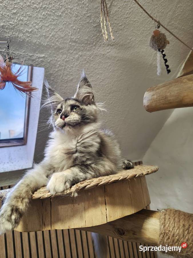 Rezerwacja Maine Coon