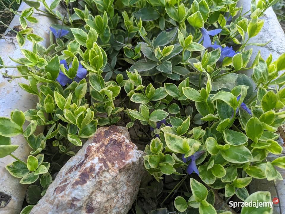 Barwinek Variegata Lublin