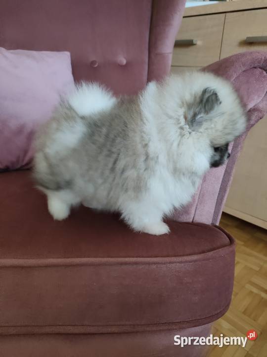 Szpic miniaturowy pomeranian suczka mini sprzedam