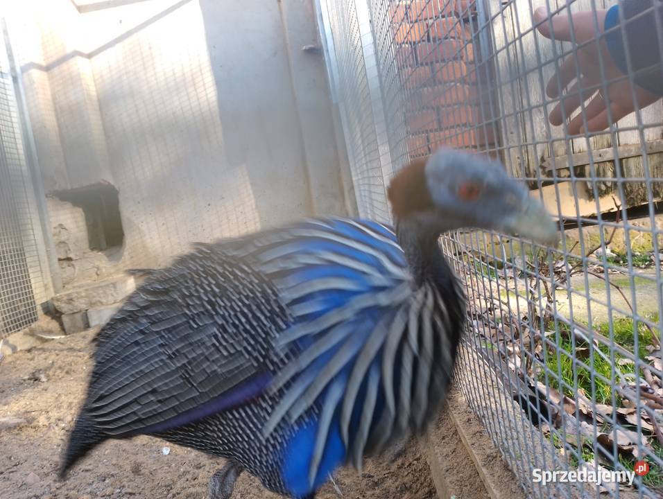 Perlice sępię ptaki egzotyczne Dubin