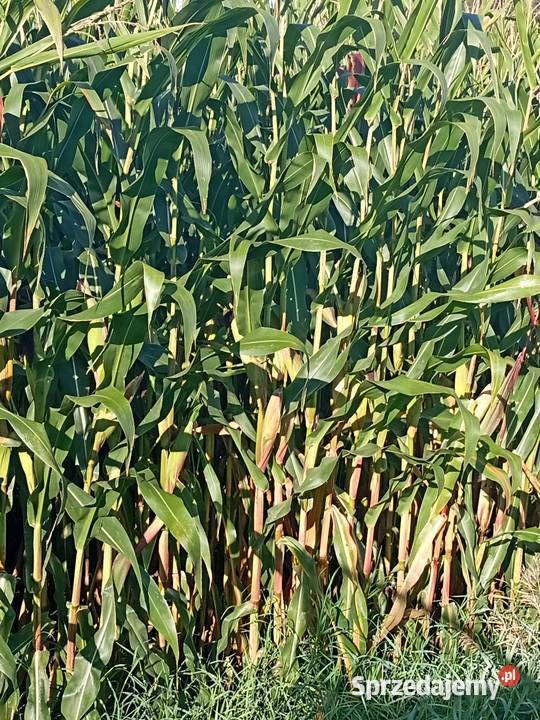 Kukurydza na pniu Rośliny na biomasę lubelskie Krasnystaw