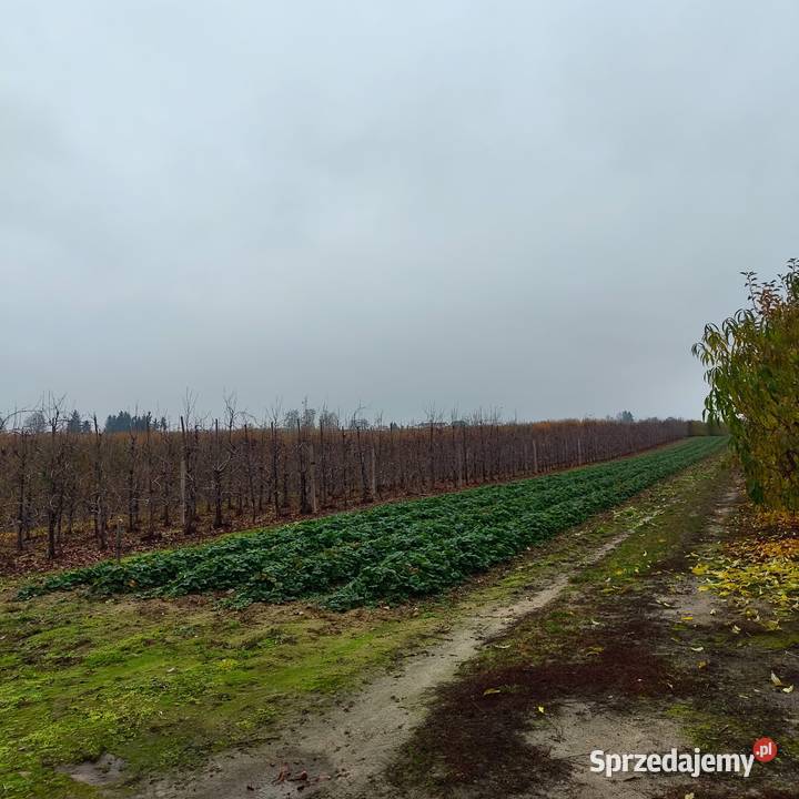 Sprzedam Gospodarstwo Skarbkowa