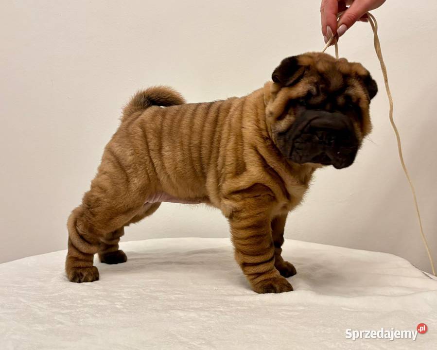 Szczenięta Shar Pei FCI Piotrków Kujawski