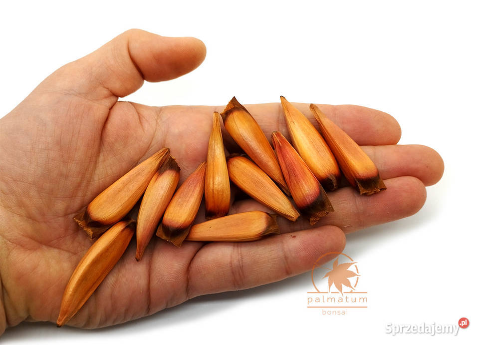 Araukaria chilijska nasiona araucaria araucana śląskie Myszków