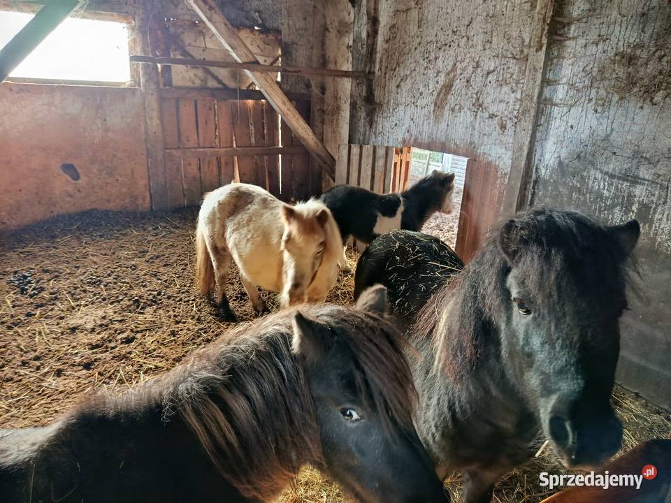 Konie kucyki łódzkie Piotrków Trybunalski