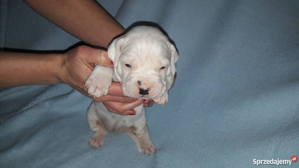 Dog argentyński szczenięta z rodowodem