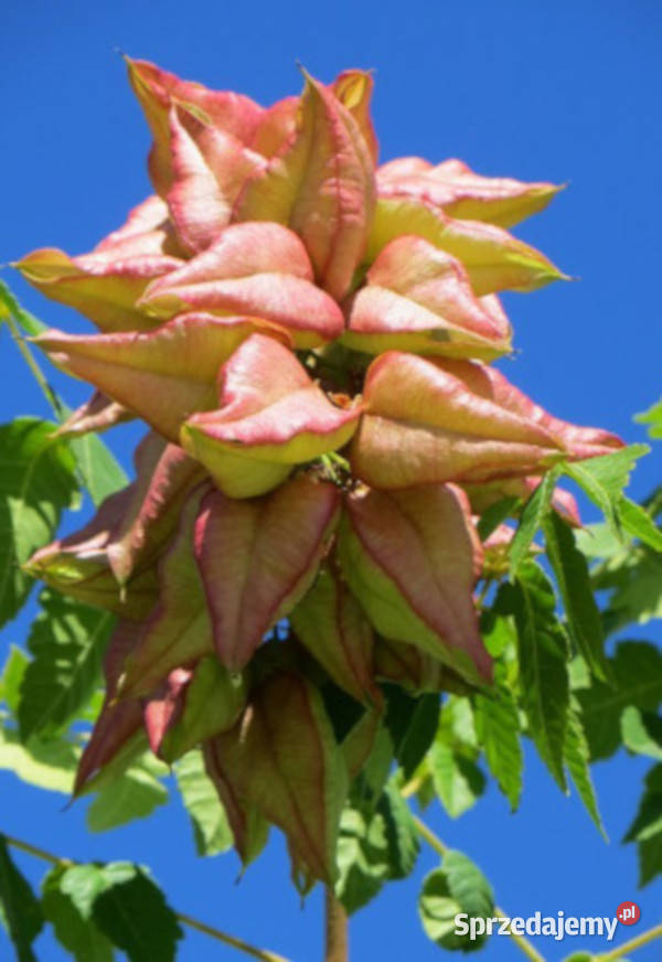 MYDLENIEC WIECHOWATY Koelreuteria paniculata Lubanie sprzedam
