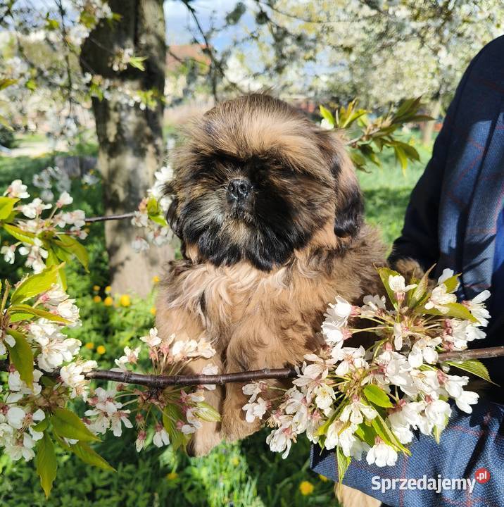 Shih tzu Suczka i Piesek dolnośląskie Wałbrzych