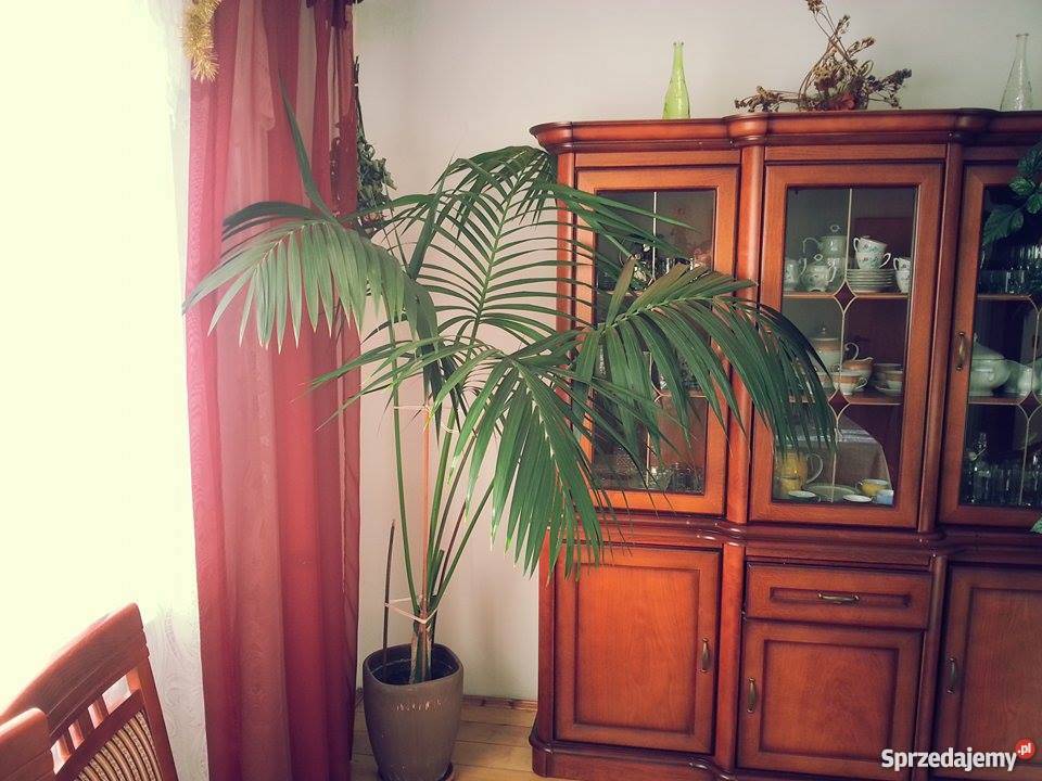 Palma kencja Howea sprzedam