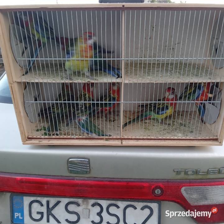Papugi kanarki zeberki Nowe Polaszki sprzedam