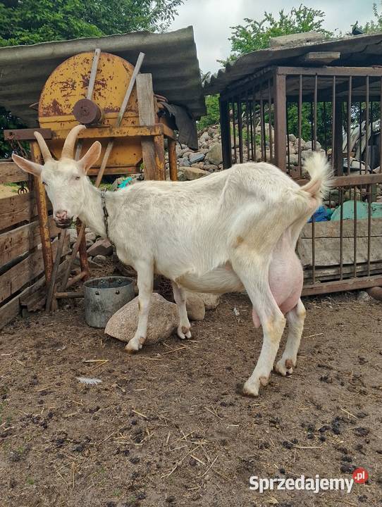 Kózki i koziołki saaneńskie