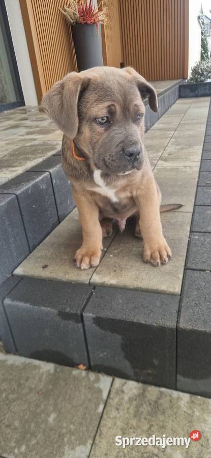 Cane Corso pieski rodowodowe płowe lubelskie