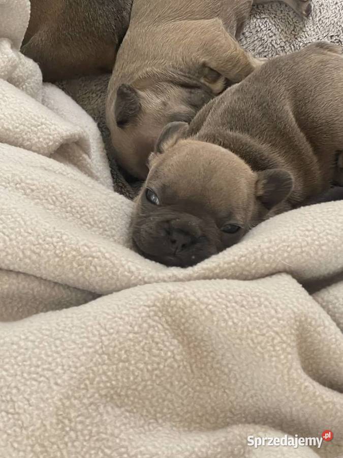 SREBRNE SZARE szczeniaki Buldog Francuski