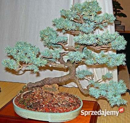 DRZEWKO BONSAI nasiona 100 Opole sprzedam