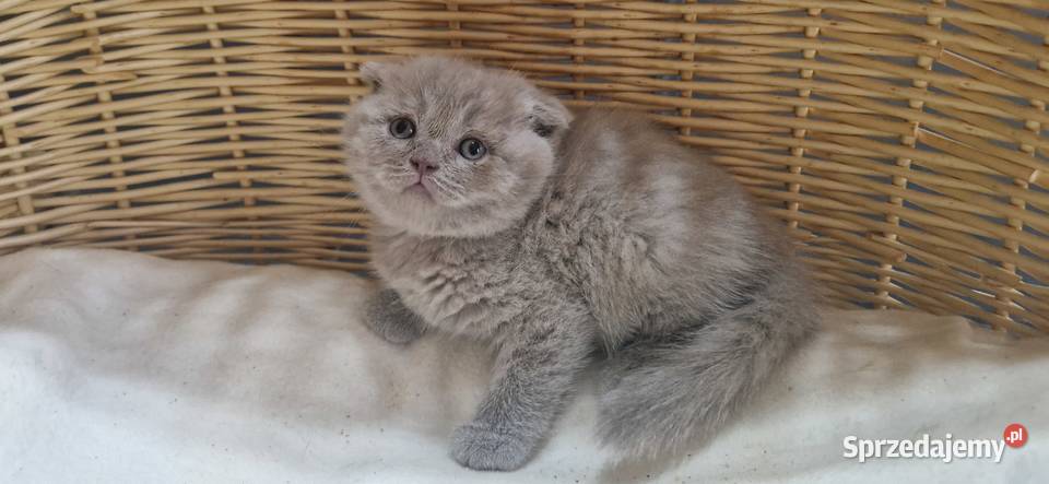 Kocurek Szkocki liliowy zwisłouchy Brytyjski Katowice