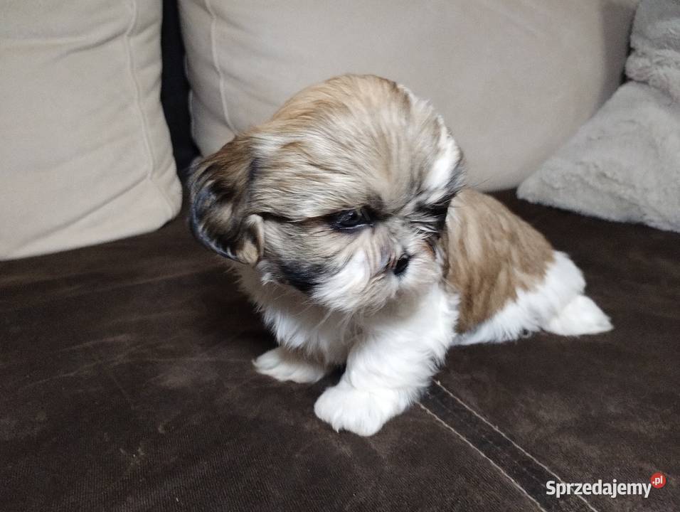 Shih TZU Shitzu łódzkie Żychlin