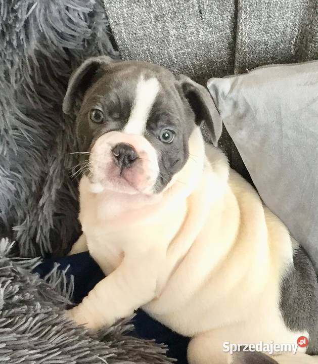 Buldog francuski szczeniak do odbioru Przeciszów
