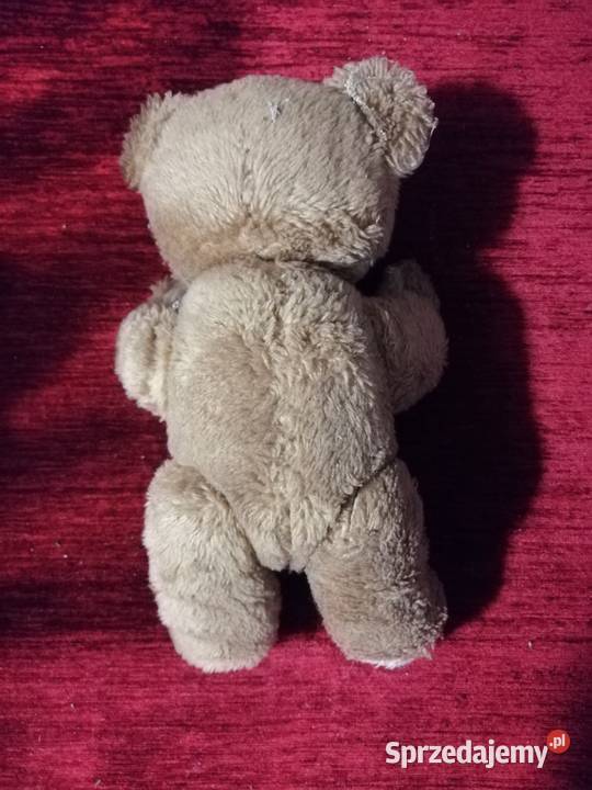 Miś kujawsko-pomorskie Toruń