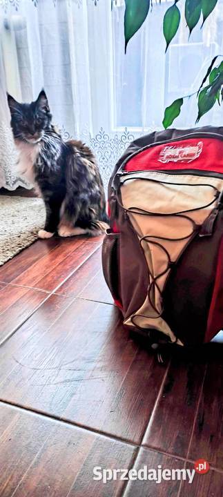 Plecak trekkingowy Royal Canin bez kotahaha Gliwice sprzedam