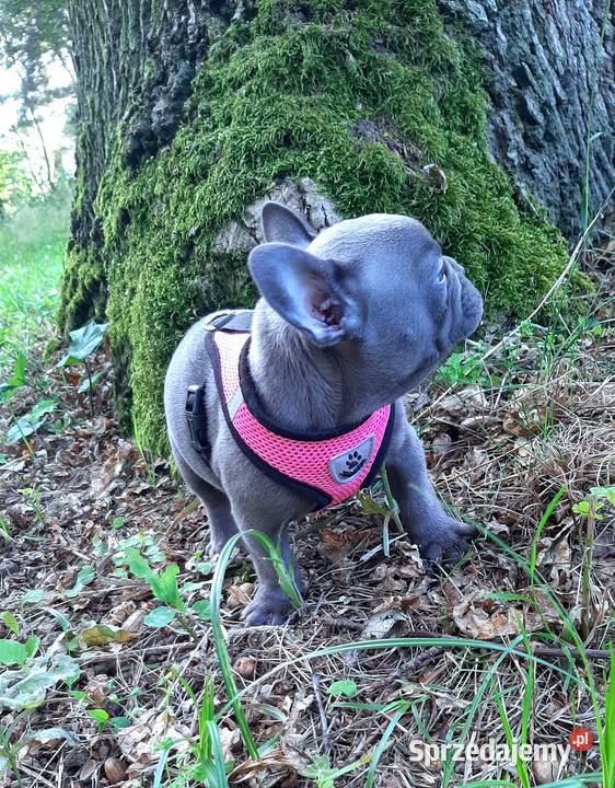 Buldog francuski suczka Pabianice sprzedam