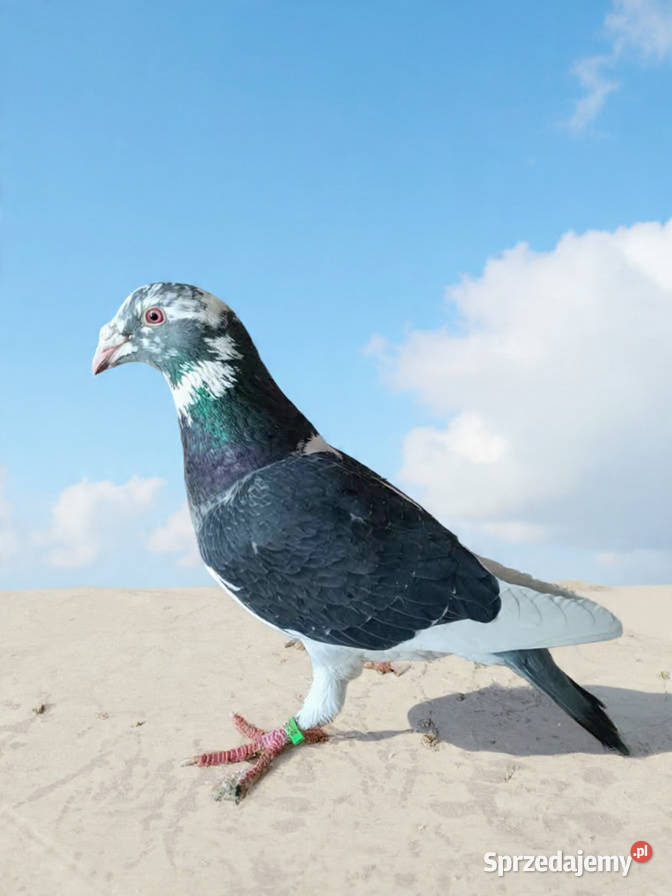 Gołębie Staropolskie i pocztowe