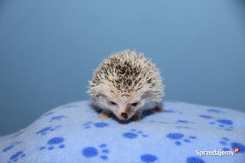 JEŻ PIGMEJSKI białobrzuchy oswojone hodowlane je Lubin