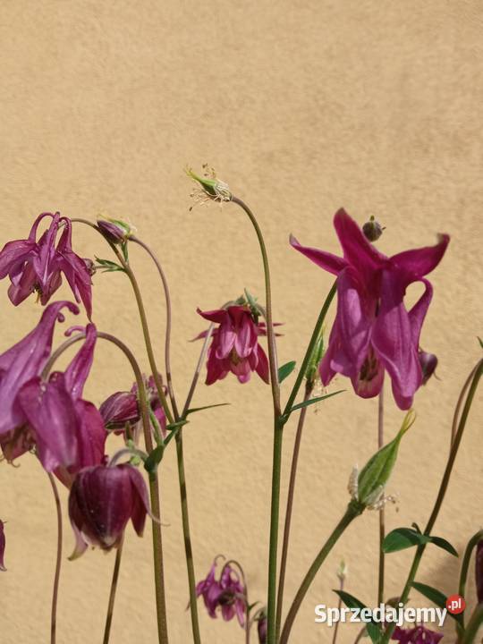 Orliki sadzonki kwiaty ogrodowe byliny Nowy Sącz