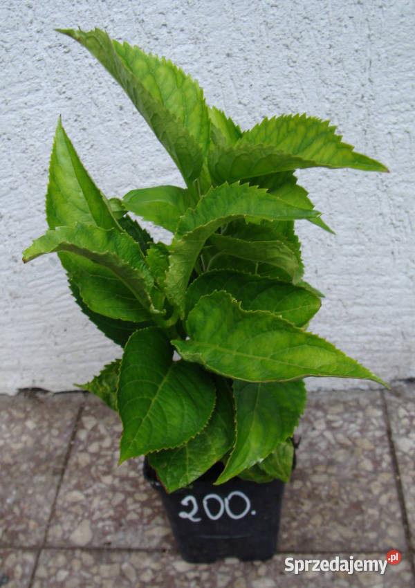 HORTENSJA OGRODOWA BERGFINK sadzonki w Rośliny Ustronie