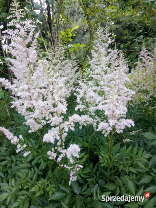 Byliny do kolekcji tawułka jasny róż małopolskie Nowy Sącz sprzedam