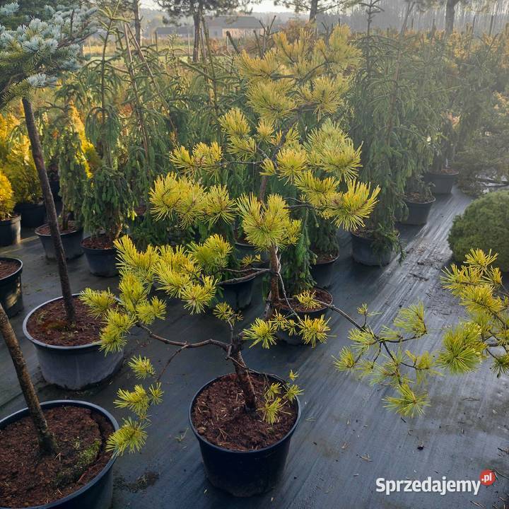 Bonsai jałowiec sosna świerk jodła Jelitów
