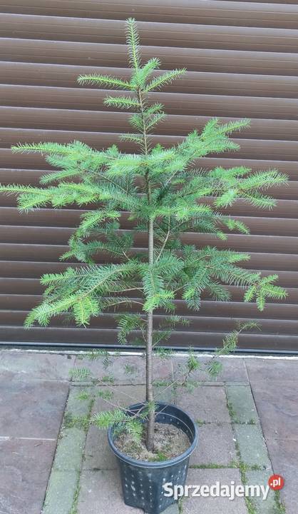 Daglezje w donicy 150 200 Jasieniec