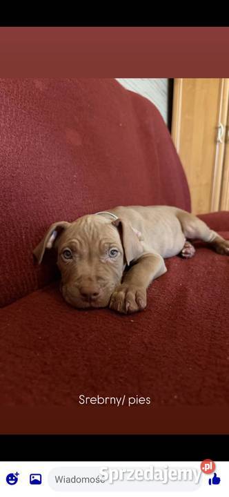 Pitbull Włocławek