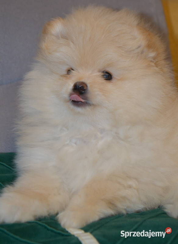 SZPIC MINIATUROWY POMERANIAN ŚLICZNY PUCHATY Warszawa