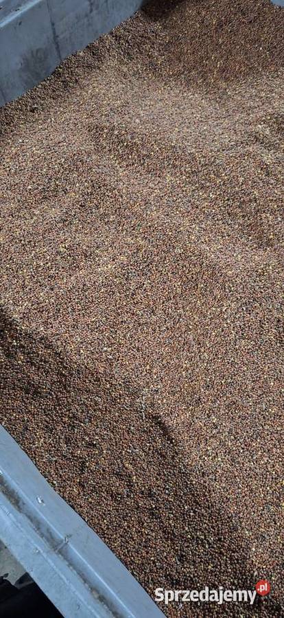 Rzodkiew oleista Przysucha