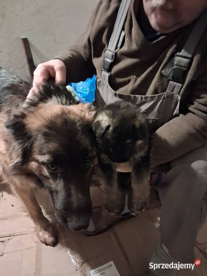 Rasowe Owczarki Niemieckie Niepołomice