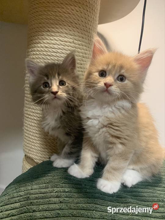 KremowoBiały Maine Coon Samiec Maine Coon sprzedam