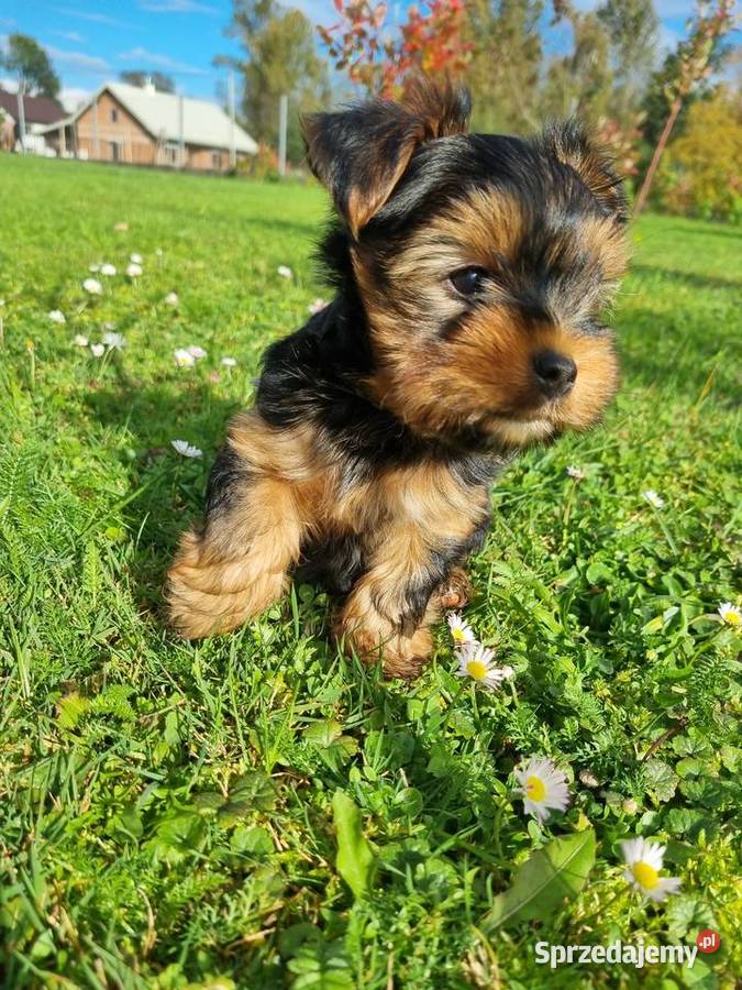 Suczka York Klecie