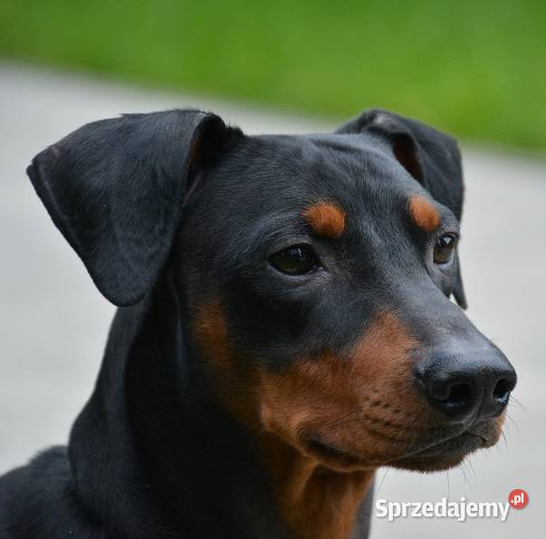 PINCZER ŚREDNI NIEMIECKI ZAPOWIEDŹ REZERWACJA śląskie Katowice