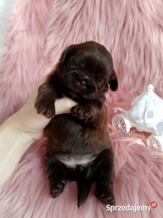 Czekoladowa suczka rasy ShihTzu Kluczbork